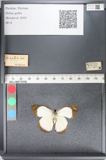 Media type: image;   Entomology 130035
